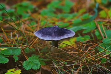 The gray mushroom grows in a clearing in the autumn in the forest.