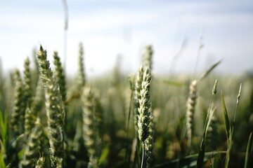 field of wheat