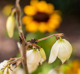 Group of small hard working ants on jukka (yucca) flower during sunny summer day.