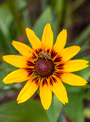 Small hard working bee gathering pollen from yellow rudbeckia flower during sunny summer day.
