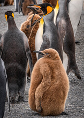 King penguin creche