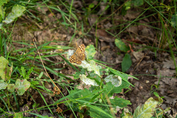 Papillon posé sur une feuille