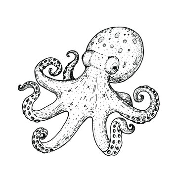 Octopus hand drawn sketch. Vector illustration. Engraving style.