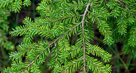 Needles of a coniferous tree called spruce growing in the city park in the town of Biuskupiec in warmia in Poland.