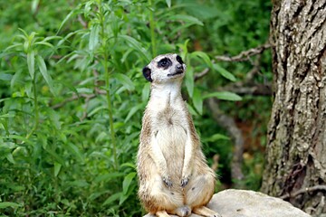 suricate