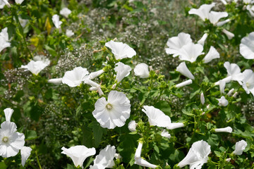 White petunia