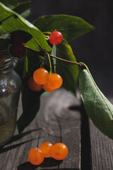 cherry on the branch