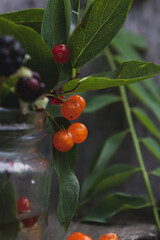Summer berries. Collection of berries, vitamins