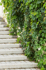 Stair steps with a wall overgrown with wild grapes