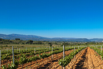 Fototapeta na wymiar Spanish Vineyards