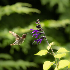 Anna's Hummingbird 8497 - 446299656