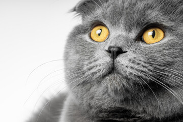 gray british shorthair cat with beautiful eyes on a white background