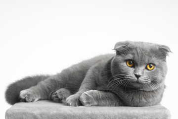 gray british shorthair cat with beautiful eyes on a white background