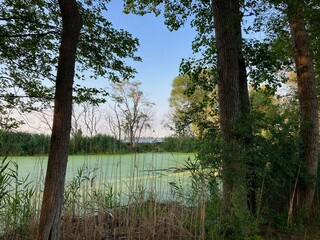 Fototapeta na wymiar wetland next to Lake Erie