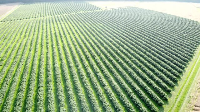 Drohnenaufnahme, gro&szlig;es Johannisbeer-Feld