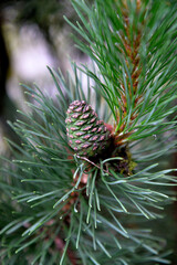 Seeds and needles of a coniferous tree called Sosna, growing in the town park in the town of Biuskupiec in warmia in Poland.