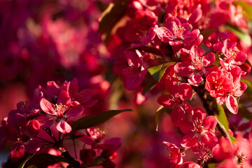 Red Crab Apple blossom (Malus Rudolph)