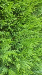 green moss background