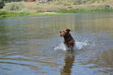 dog running in water