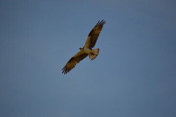osprey in flight