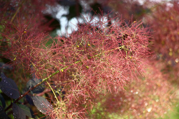 After a rain downy runaways cotinus were bent under weight of drops of water.