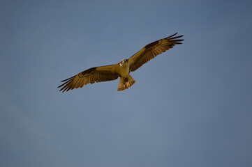 osprey in flight