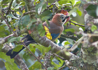 bird on the tree