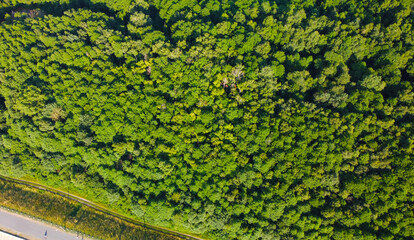 Aerial view of green deciduous forest