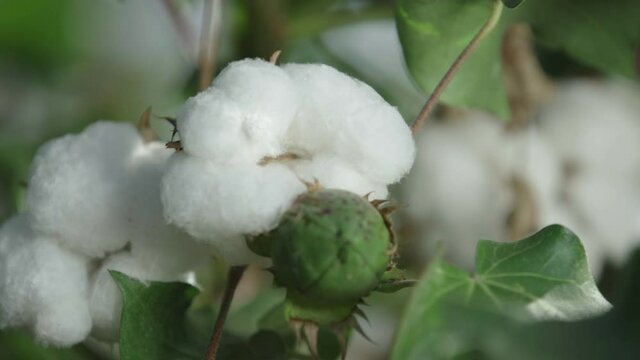 ripe white cotton and unopened cotton close-up