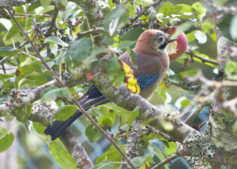 bird on the tree
