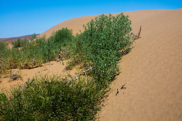 grass and sand dune