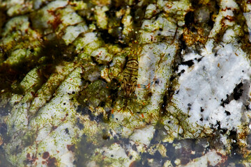 crayfish in the aquarium