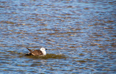 A juvenile kelp gull searches for food in the shallows