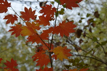 maple leaves in autumn