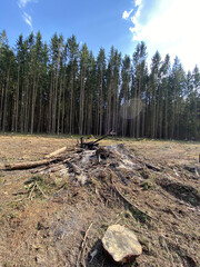 Deforestation. Industrial timber harvesting. Clearing in the forest
