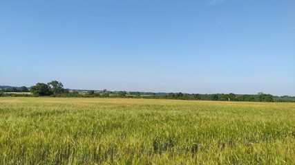 Fototapeta premium wheat field and sky