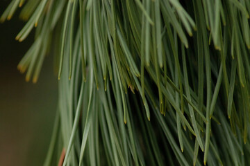 close up of pine needles