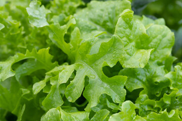 close-up of green salad in a bed