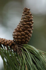 pine cones on a branch