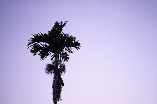One palm tree on purple sunset sky background.