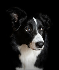 Studio shot of a border collie looking at camera with black background