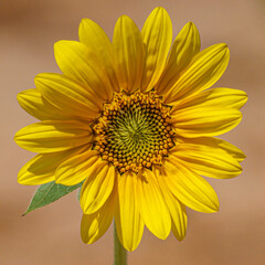Closeup of Sunflower