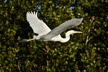 great white heron
