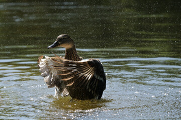 eine Stockente im Wasser in Bewegung