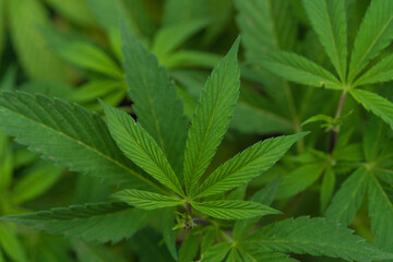 marihuana plantation in a legal farm in california