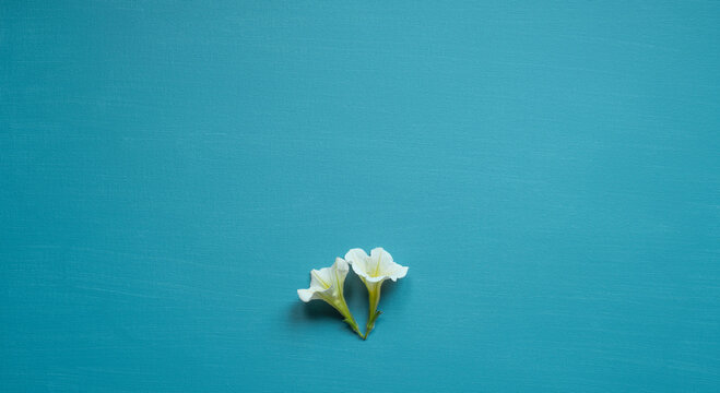  turquoise background painted with acrylic paint on canvas with nice texture with space for text, natural floral decoration