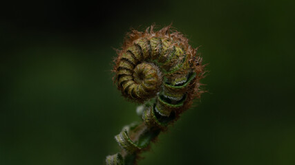 fern growing in the middle of the woods