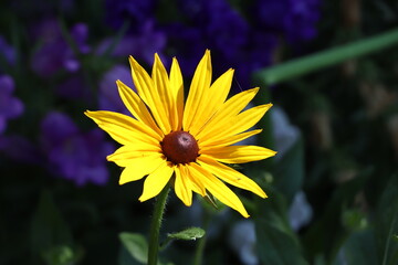 yellow flower Rudbeckia in the garden