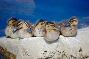 A family of ducklings on a rock
