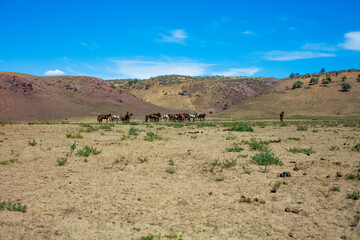 landscape with trees and sky